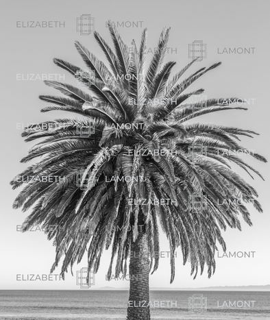 Bushy Palm by Will Pierce