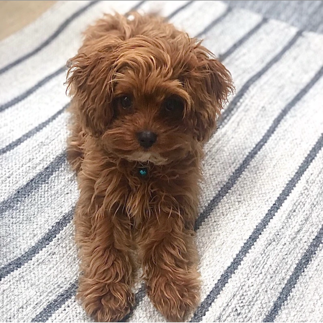 Happy Pets and Happy Furniture