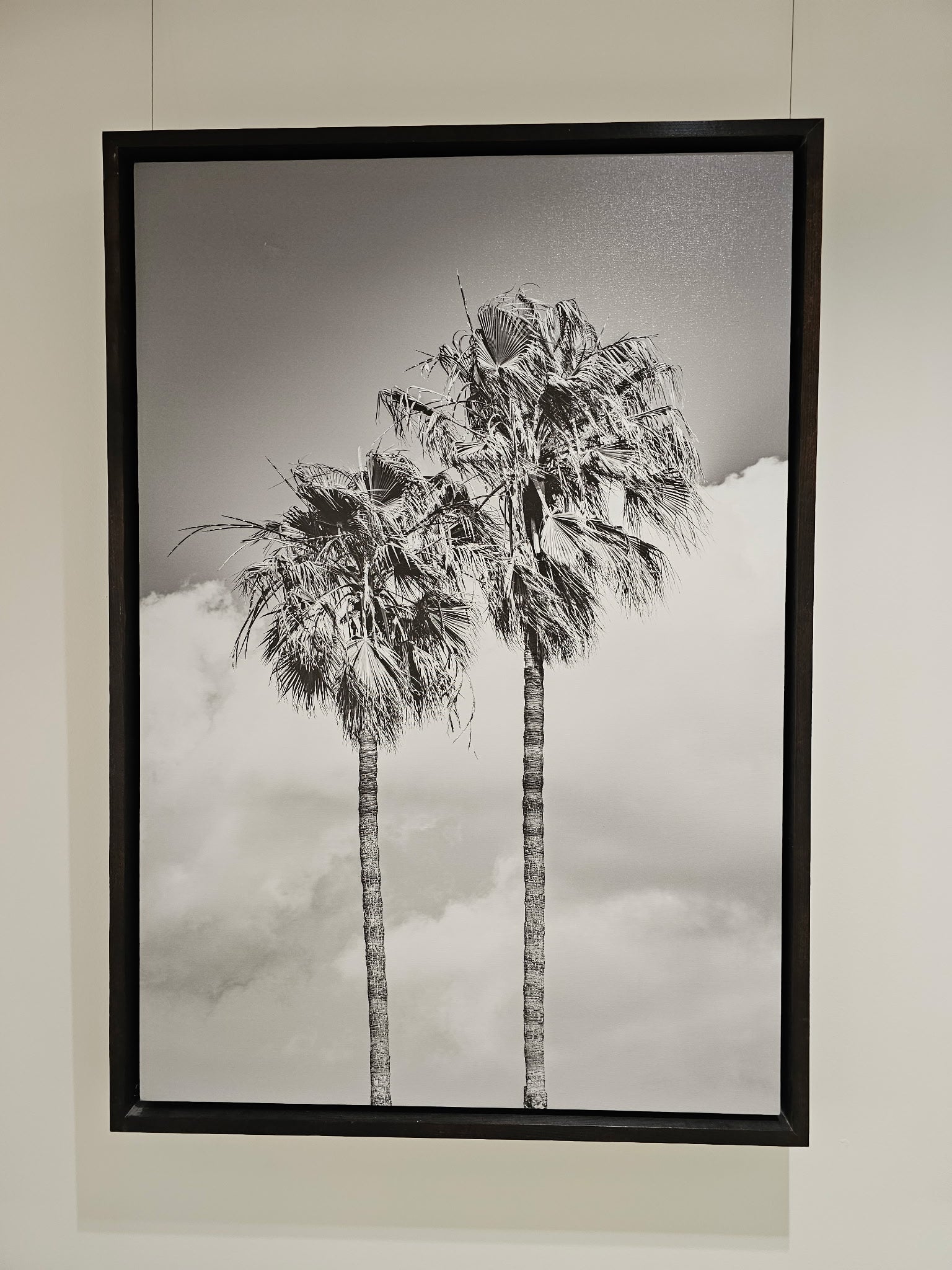 Cloudy Palms