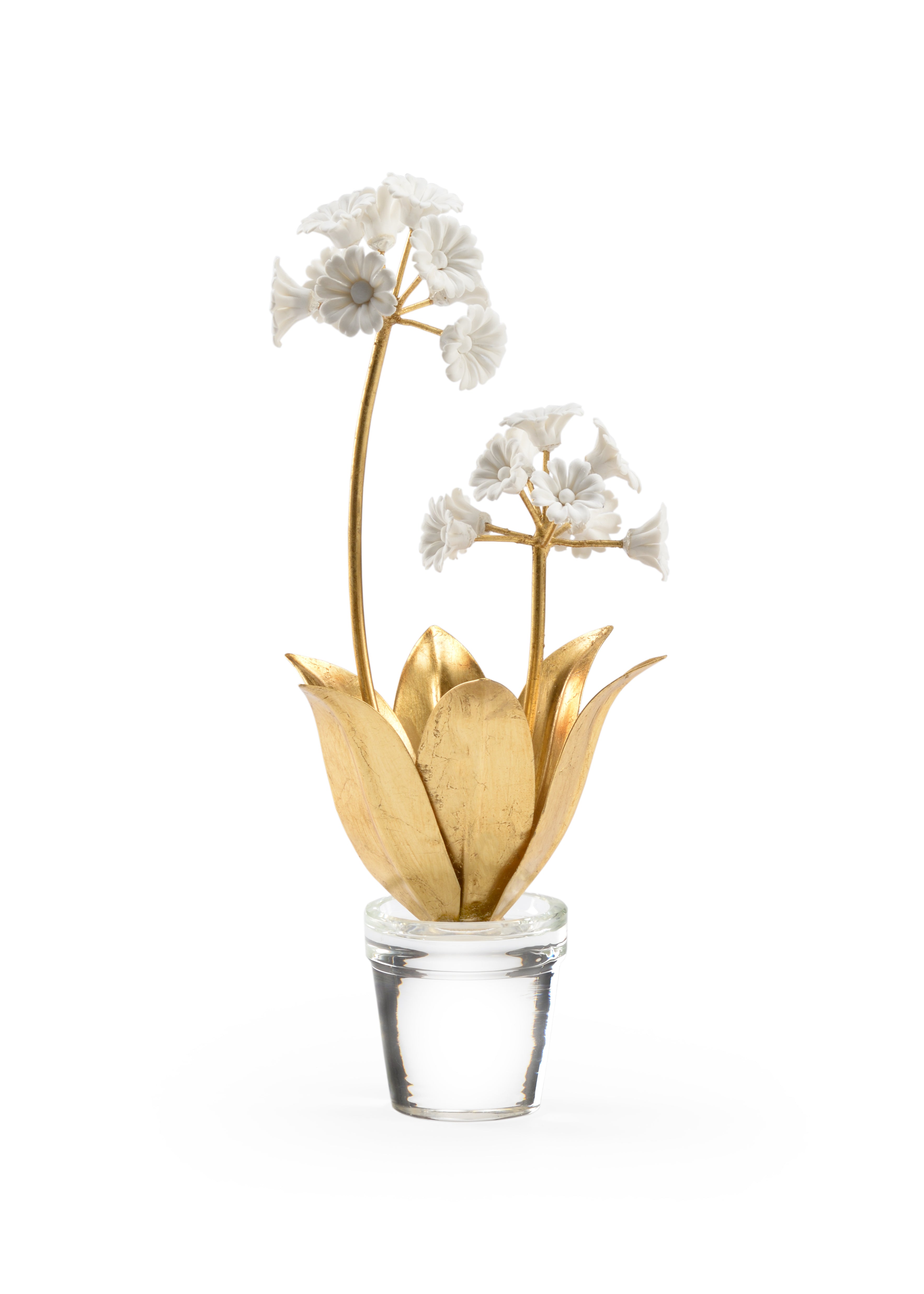 Auricula in Crystal Vase
