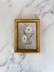 Cosmos Framed Art Print