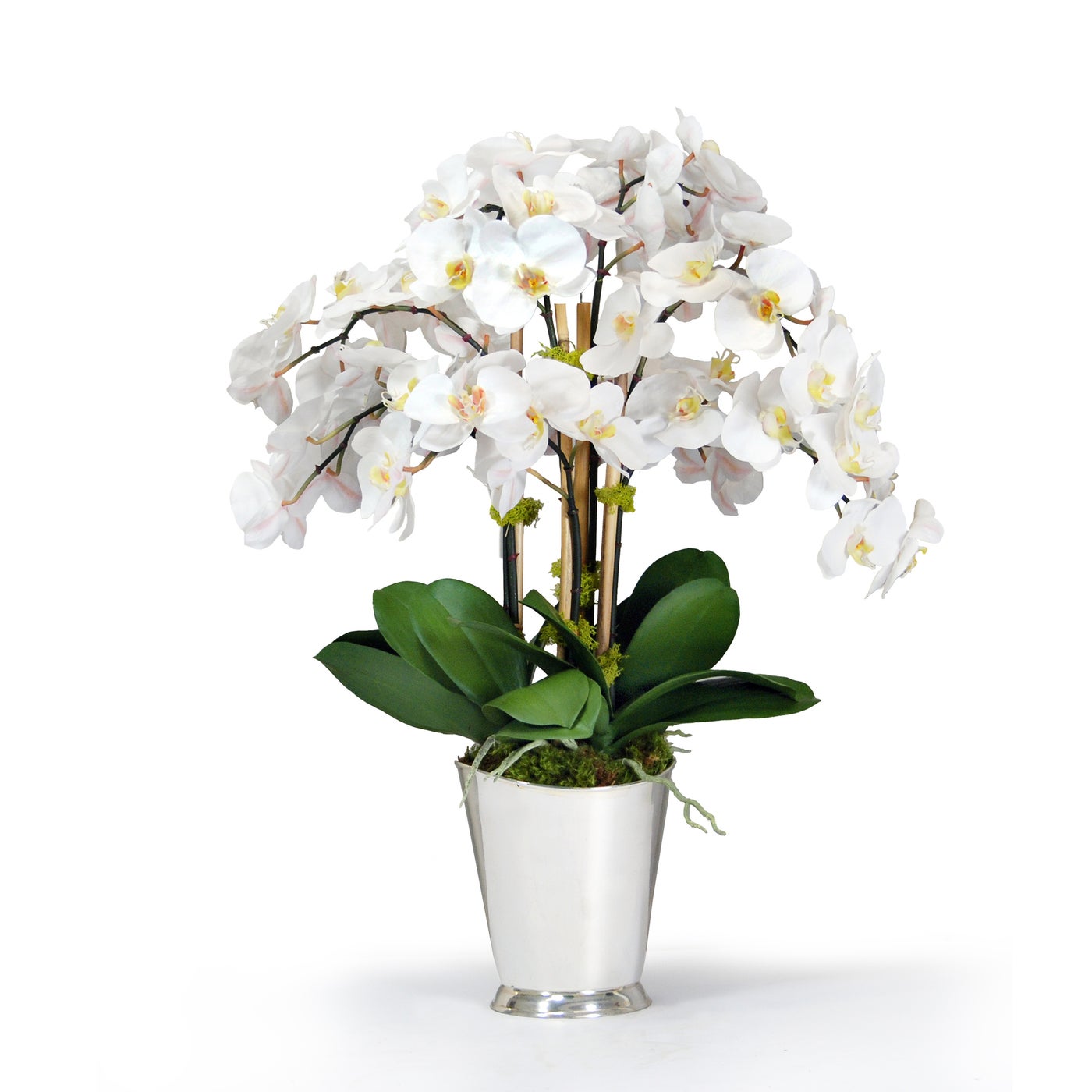 White Orchid Arrangement