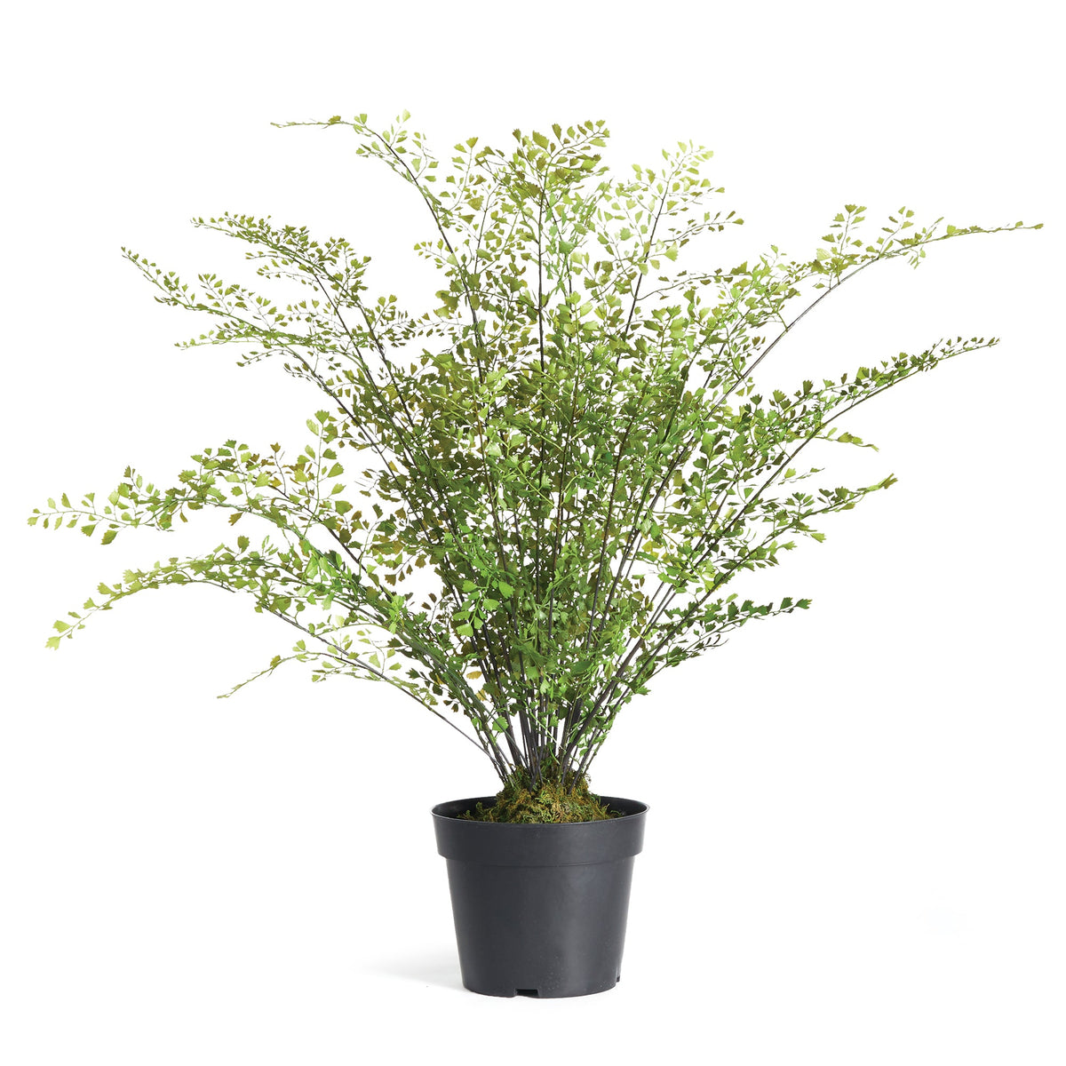 Maidenhair Drop-In