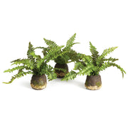 Boston Fern Drop-In
