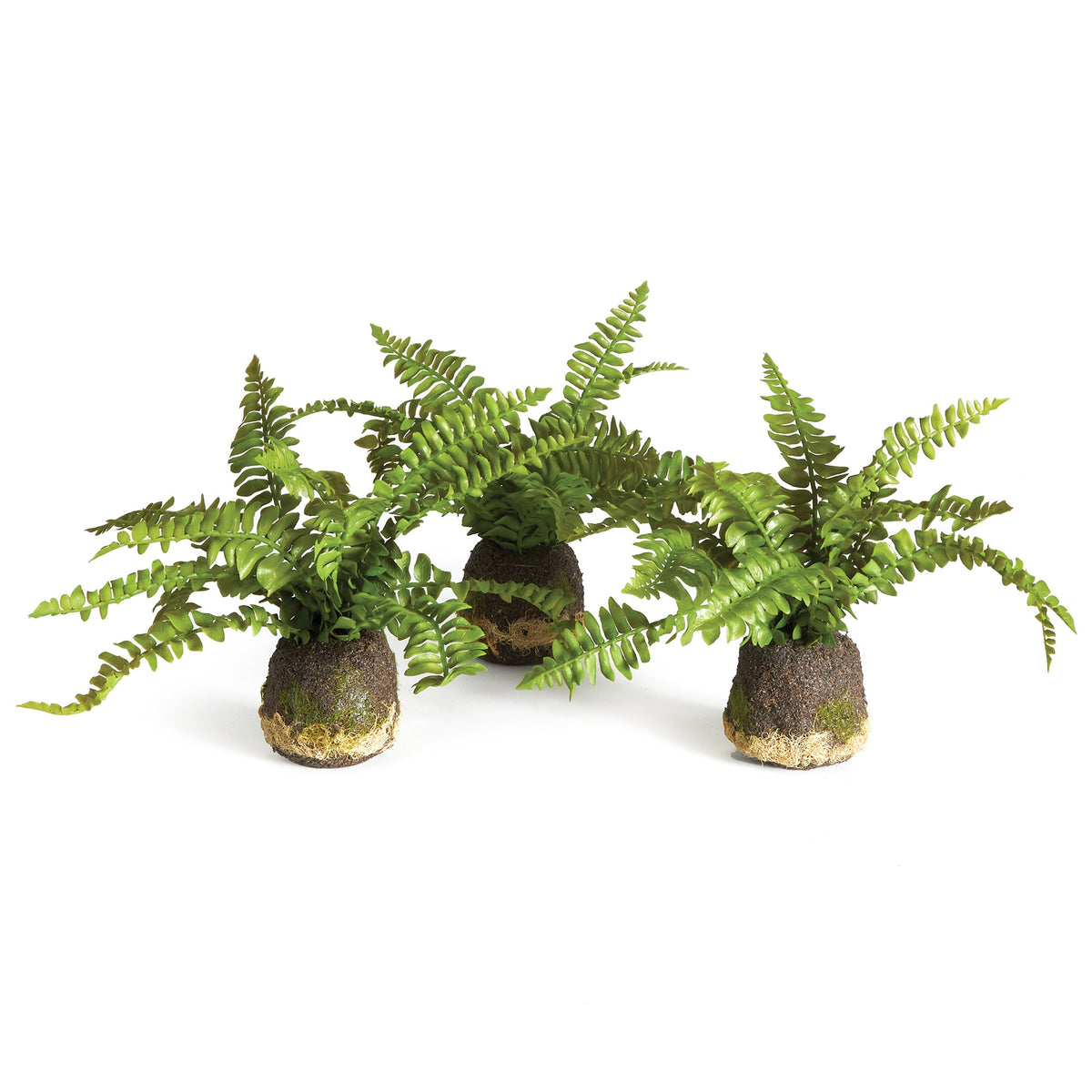 Boston Fern Drop-In