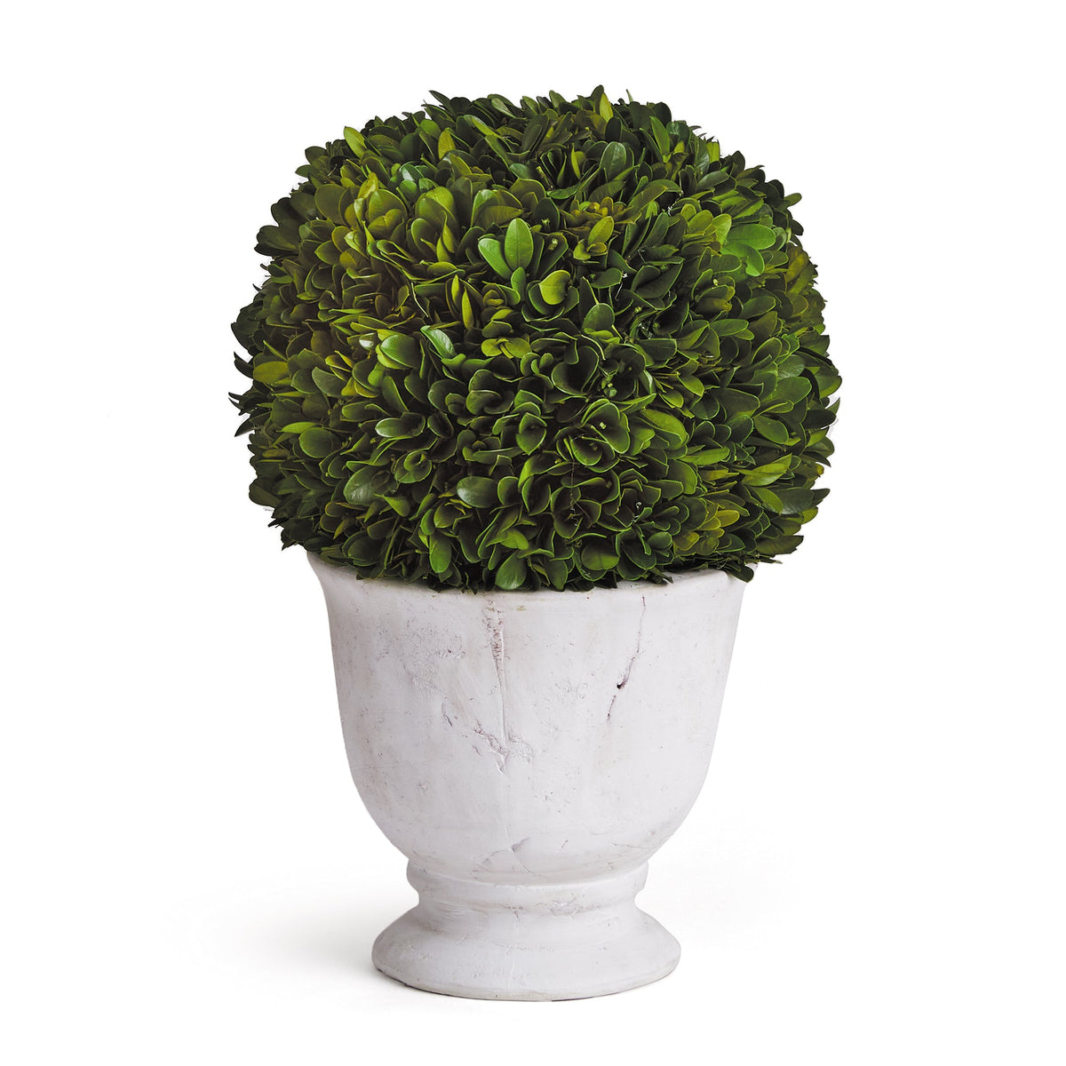 Boxwood Ball Topiary In Large Pot
