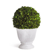 Boxwood Ball Topiary In Small Pot