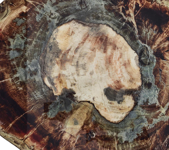 Fossil Placemat in Brown & Multi - Kim Seybert, Inc.
