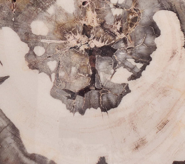 Petrified Wood Drink Coasters