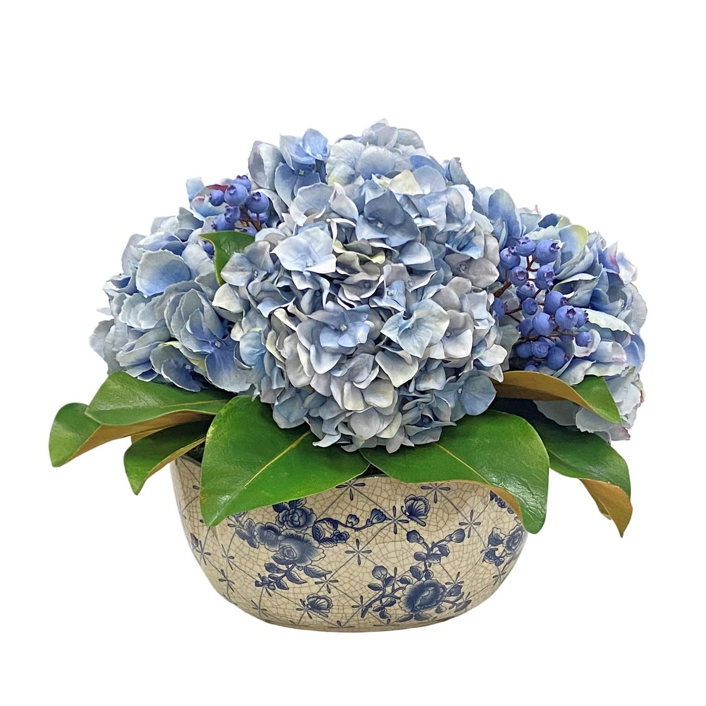 Hydrangea Blueberry in Pot