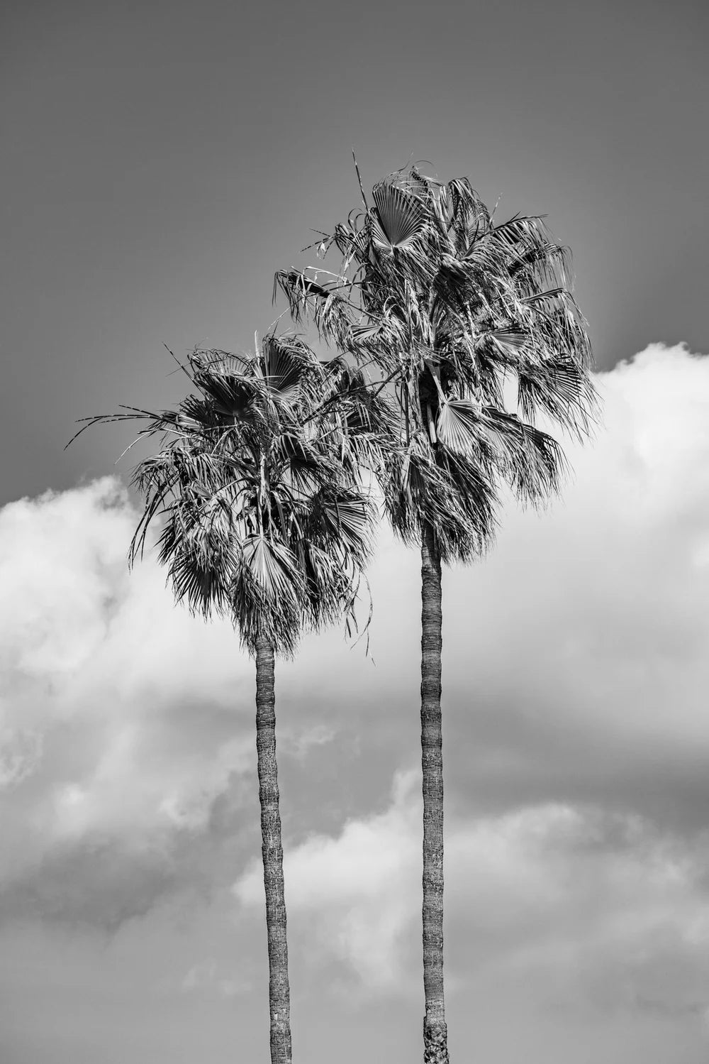 Cloudy Palms