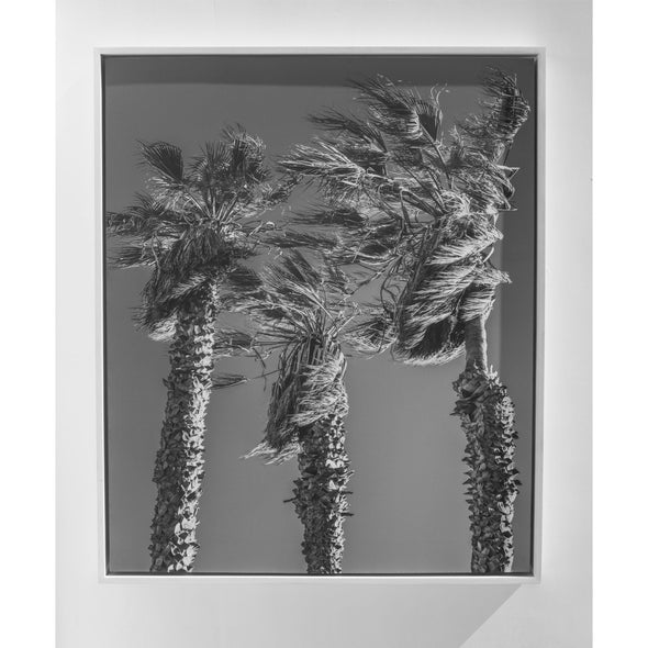 Windy Palms by Will Pierce