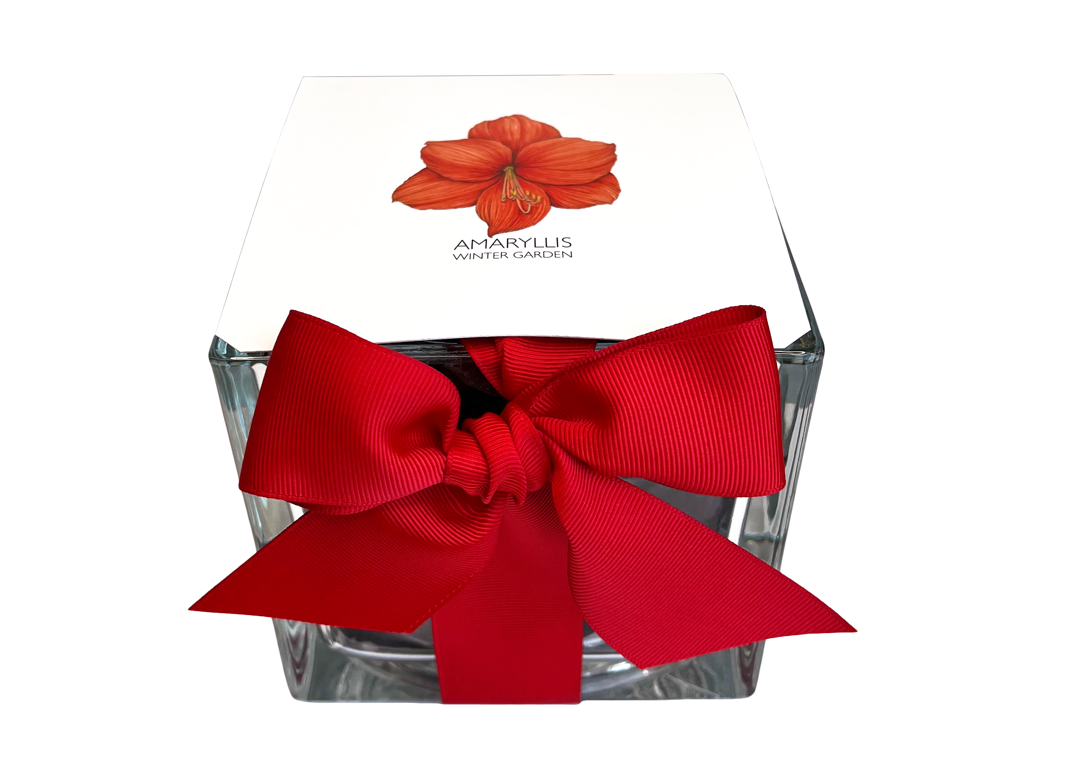 Amaryllis Winter Garden