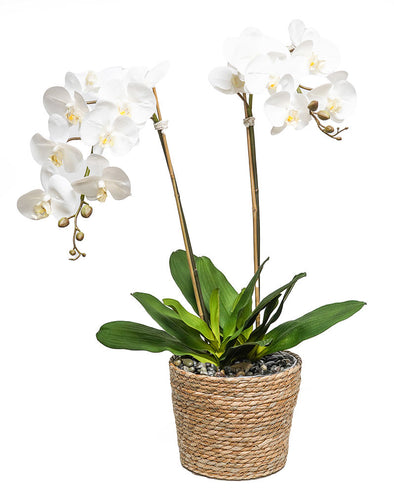 Double Orchid in 9" Basket