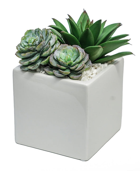 Succulents in 5" Ceramic Square