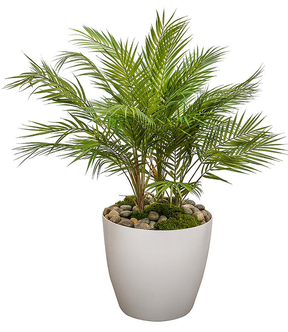 3' Areca Palm