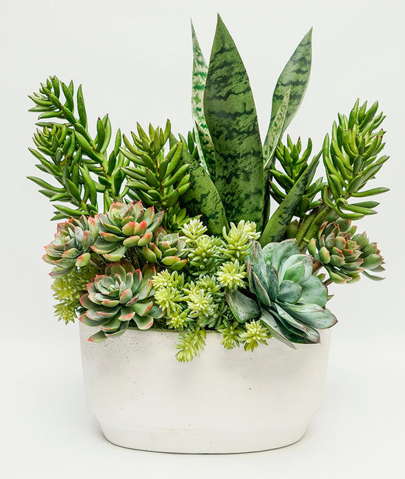 Succulents in Oval White Pot