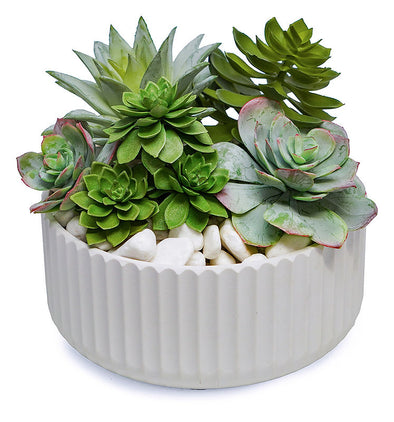 Succulents in White Bowl