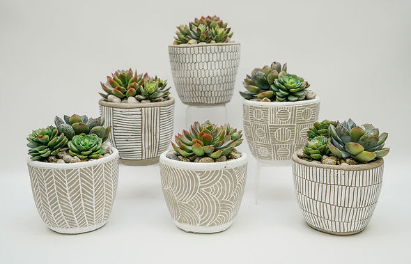 Succulents in White & Grey Pot
