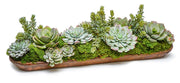Wood Tray with Succulents