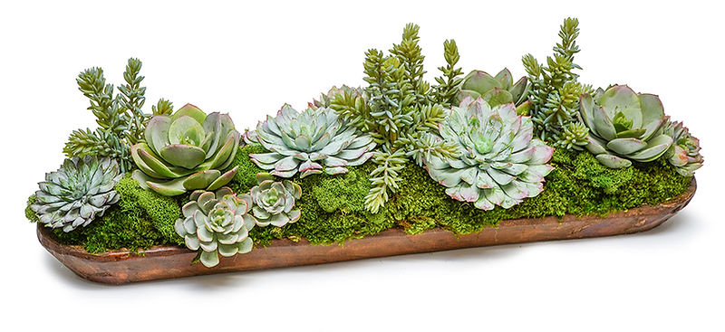 Wood Tray with Succulents