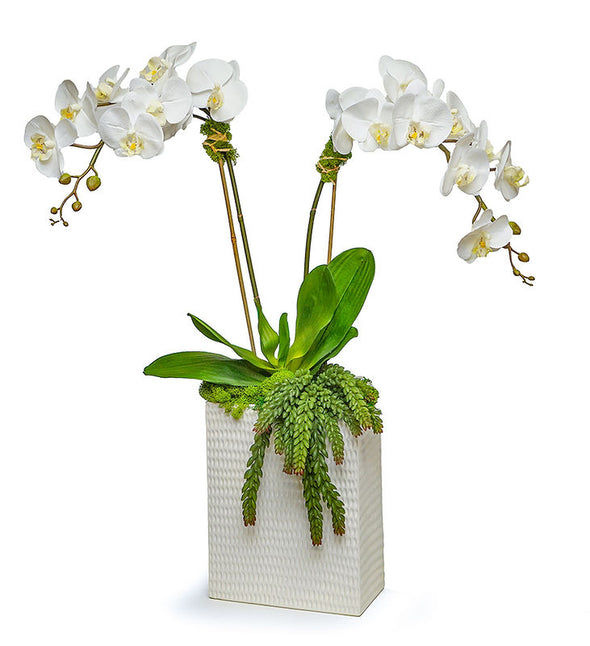 Double Orchid In Modern Ceramic Rectangle