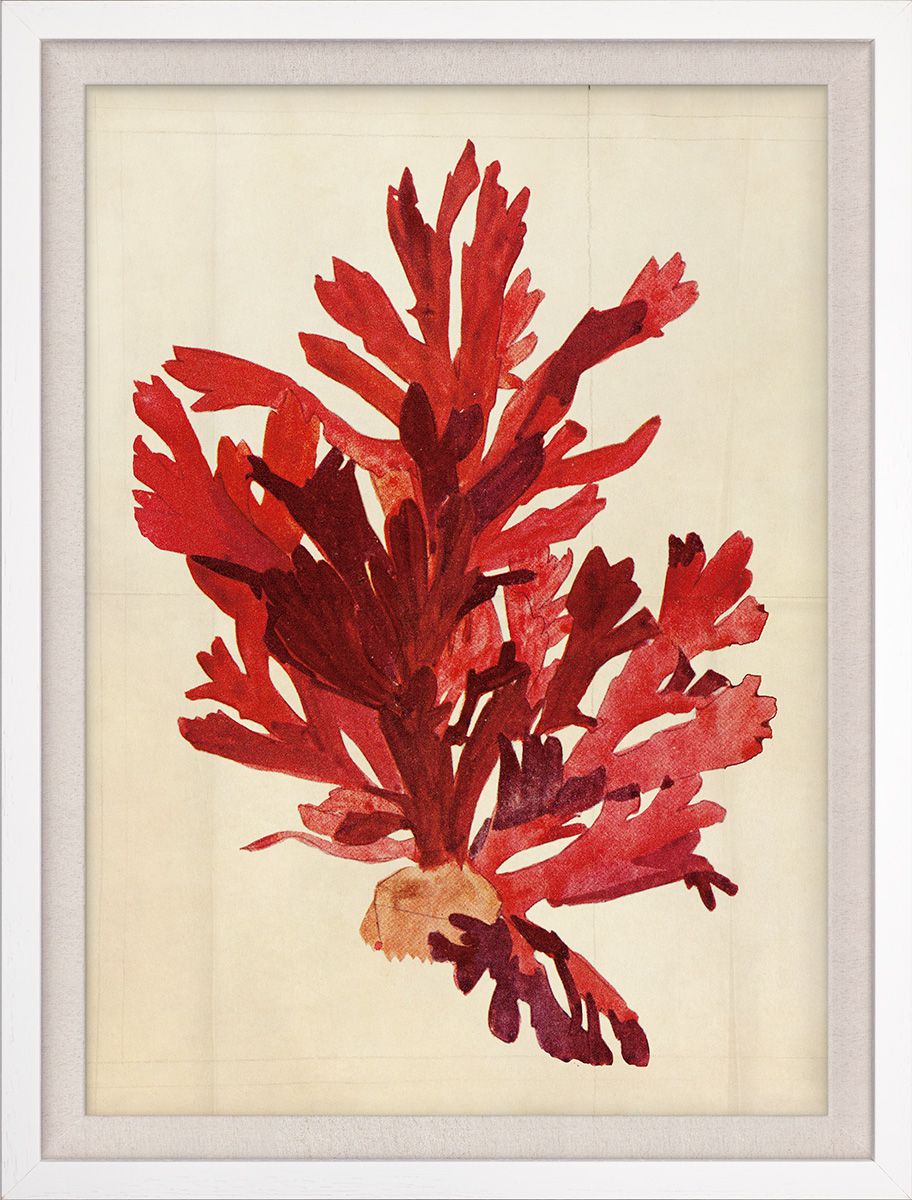 Seaweed Dreams S3-3