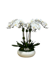 Signature Orchids in Simply Low Bowl