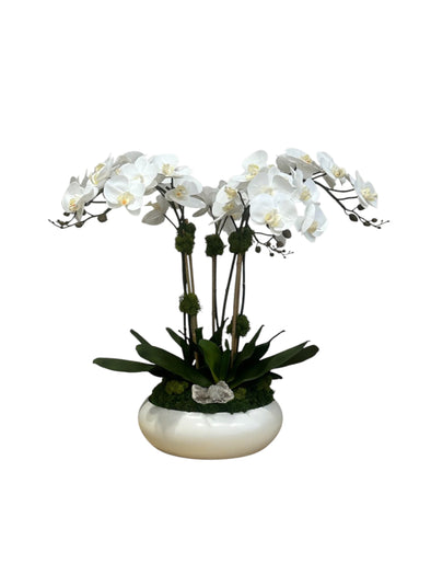 Signature Orchids in Simply Low Bowl