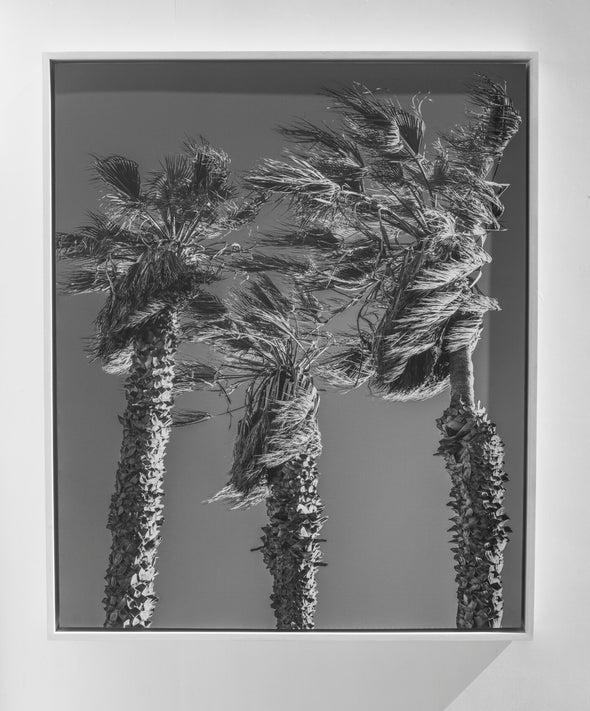 3 Palms by Will Pierce Will Pierce Art Will Pierce   