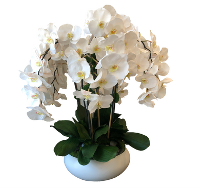Windward Orchids in Low White Bowl