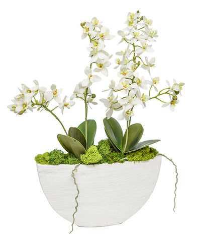 Mini Orchids In White Annelli Boat