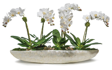 White Orchids In Capiz Boat