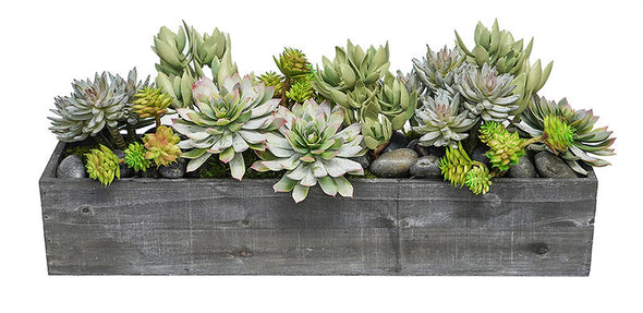 Succulents In Gray Wood Planter