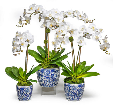 Orchids in Chinoiserie Pots